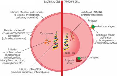 Common themes in antimicrobial and anticancer drug resistance